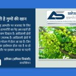हरफरौरी है गुणों की खान - Aahar Samhita by Dietician Amika