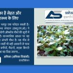 कुल्फा है सेहत और स्वास्थ्य के लिए - Aahar Samhita by Dietician Amika