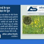 सनई के फूल सेहत के मूल - Aahar Samhita by Dietician Amika