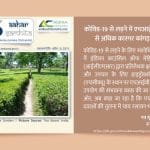 कोविड-19 से लड़ने में एचआईवी दवाओं से अधिक कारगर कांगड़ा चाय - Aahar Samhita by Dietician Amika